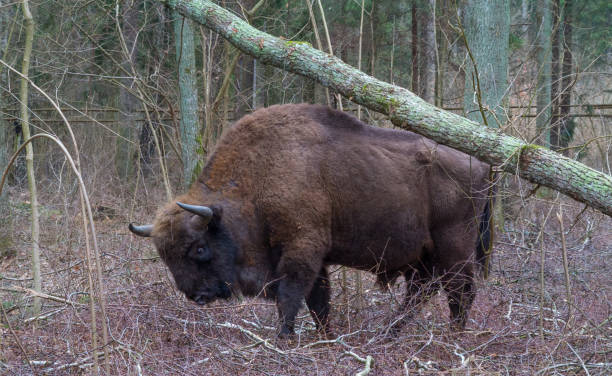 istock European Bison bulls walking among deciduous trees 696548762