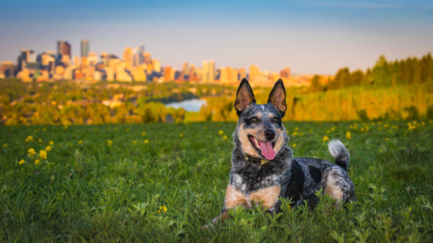 Blue Heeler Dog stock photo