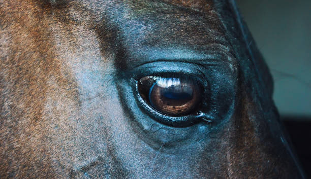 istock Eye of a horse on a dark background 696549178