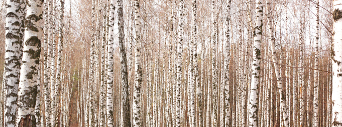 White birch trees with beautiful birch bark in a birch grove