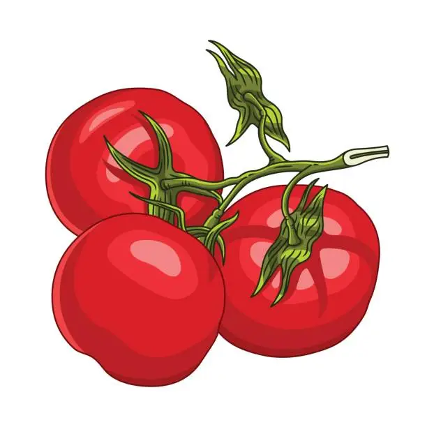 Vector illustration of Branch with three ripe tomatoes