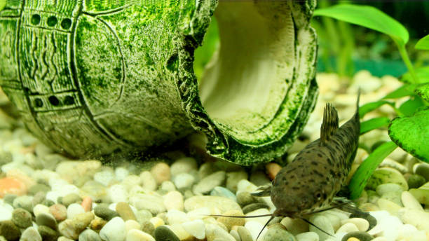 istock Hoplosternum thoracatum in aquarium 696557252