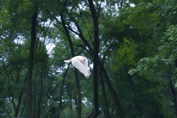 istock Flying pigeon in the woods 696560214