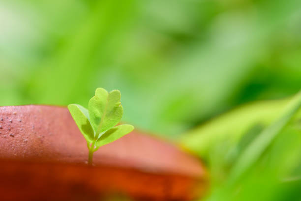 close-up, withered leaf, Pants, red and green