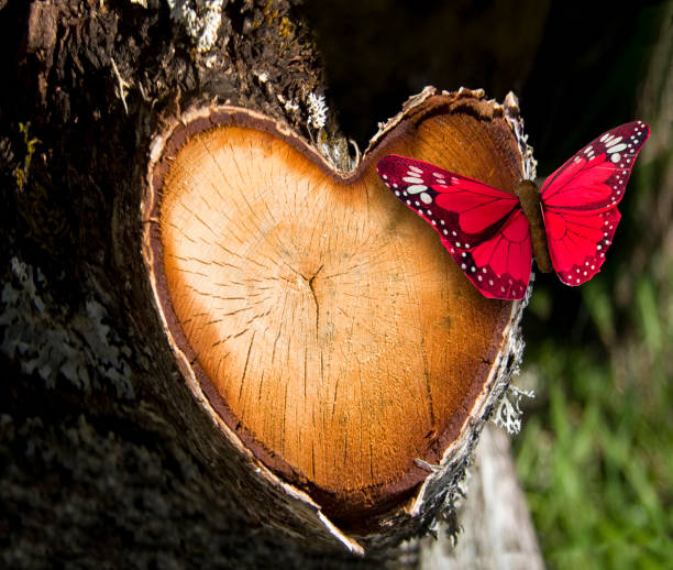 Heart wooden cut texture with Butterfly stock photo
