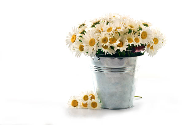 istock Chamomile in a bucket on a white background 696561816