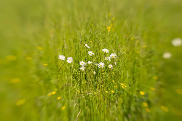 Blurry view of a field of margarites