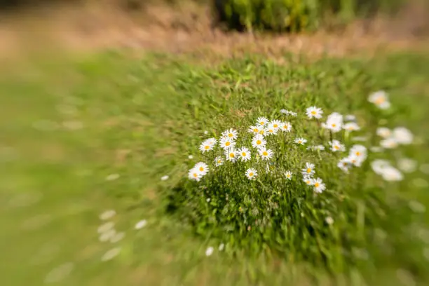 Blurry view of a field of margarites