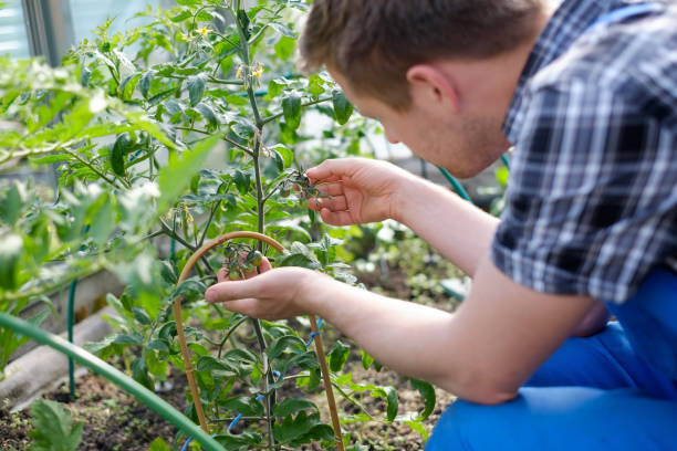 istock Caucasian Farmer Checking Tomato Plants In Greenhouse 696565094
