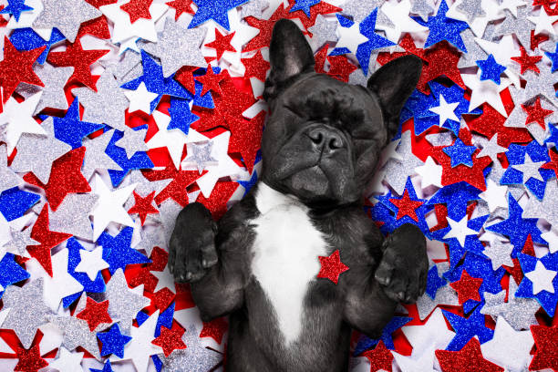 istock independence day 4th of july dog 696566570