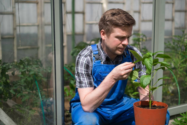 istock Caucasian Farmer Checking Pepper Plants In Greenhouse 696571870