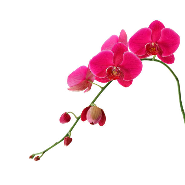 istock Purple Orchid Flower isolated on white background 696574164