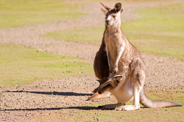 cute kangaroo z joey w torebce stojącej na zielonym polu w tasmanii, australia - wallaby kangaroo joey tasmania zdjęcia i obrazy z banku zdjęć