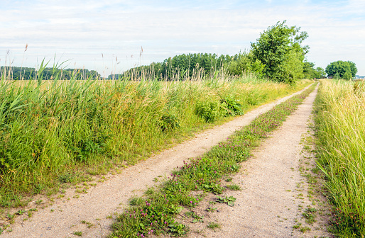 Diagonal wheel track on a dirt road in a picturesque rural area with wild plants on the roadside. It's springtime in the Netherlands.