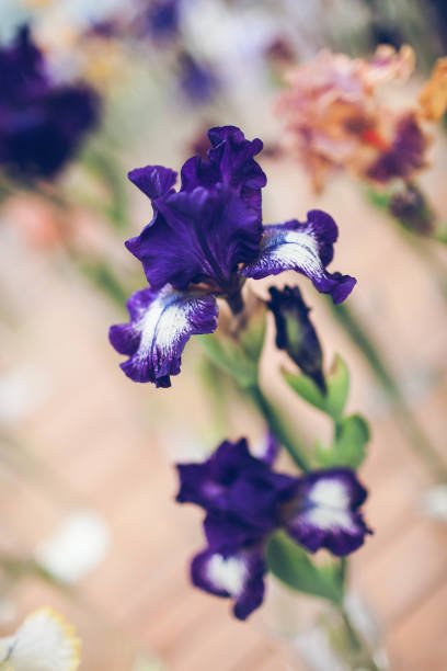 istock beautiful flower iris purple closeup 696583840