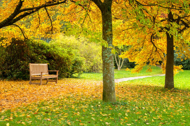 istock benches in a beautiful autumn park with fallen leaves 696583972
