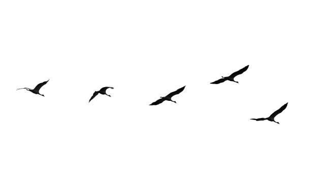 istock Flock of swans isolated on white background 696584248
