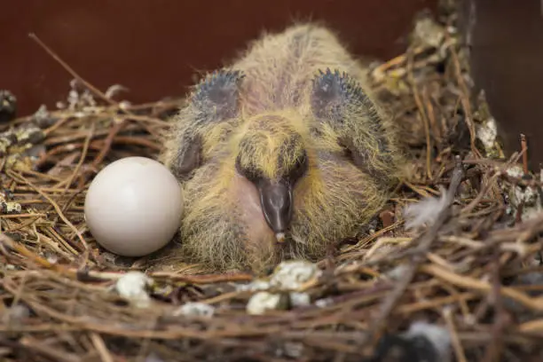 Photo of Pigeon nestling in the nest on house attic