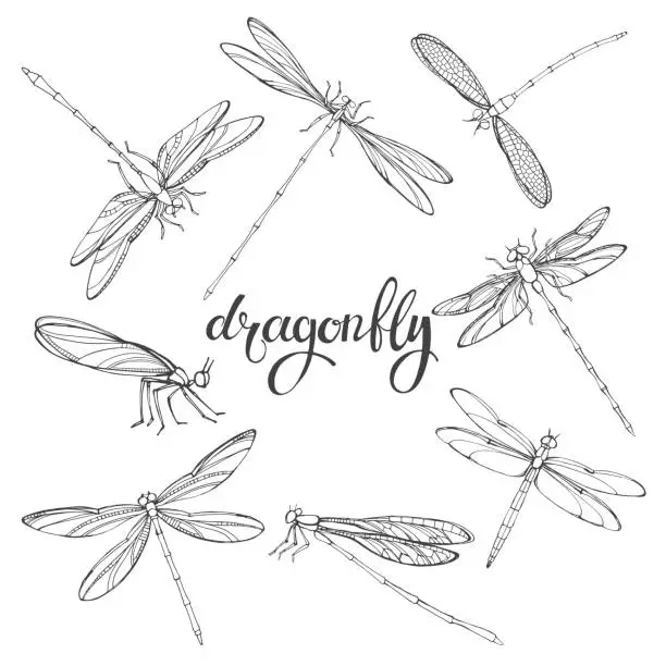 Vector illustration of Dragonfly. Vector contour illustration on white background. Isolated elements for design, eight insects.