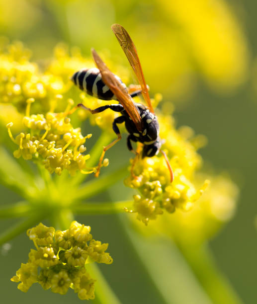 istock Wasp on yellow flower in nature 696585770