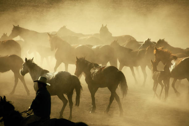 istock Herd of Wild Horses Running in Dust 696586330