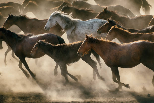 Wild horses of Central Anatolia, Turkey