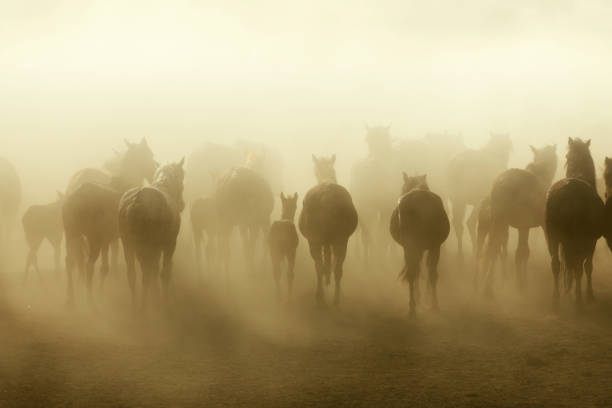 istock Herd of Wild Horses Running in Dust 696586338