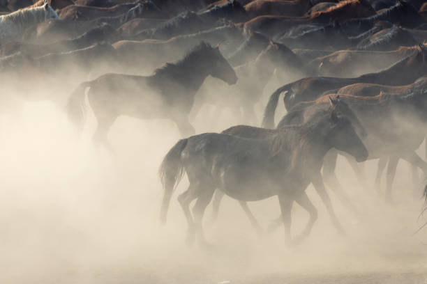 istock Herd of Wild Horses Running in Dust 696586348