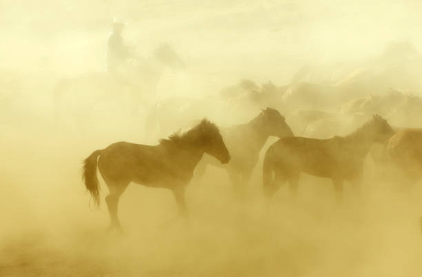 istock Herd of Wild Horses Running in Dust 696586354