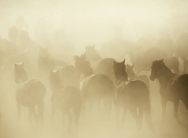 istock Herd of Wild Horses Running in Dust 696586364