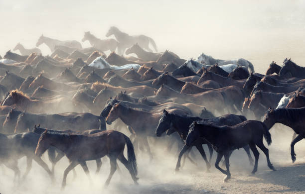 istock Herd of Wild Horses Running in Dust 696586366