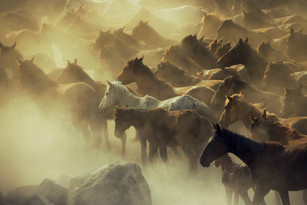 istock Herd of Wild Horses Running in Dust 696586376
