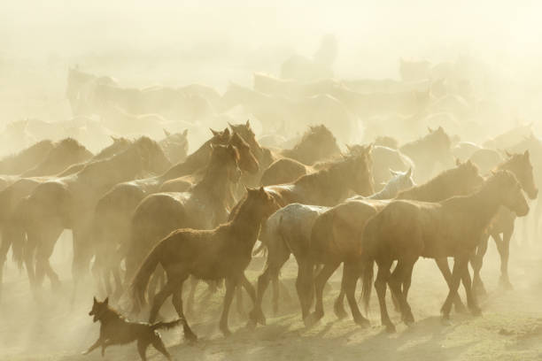 istock Herd of Wild Horses Running in Dust 696586378