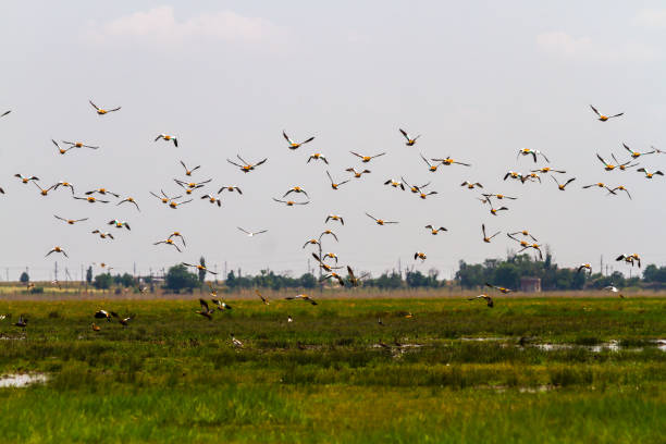 istock From a green grassy field, a huge flock of ducks-ogars 696586500
