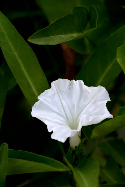 Morning glory or White dwarf morning glory in garden. Morning glory or White dwarf morning glory in garden. convolvulus photos stock pictures, royalty-free photos & images