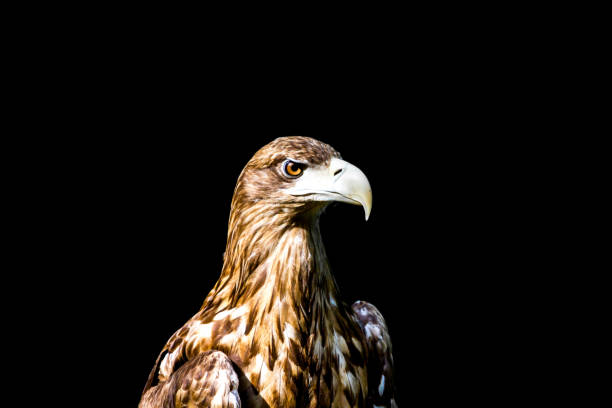 istock Noble eagle, photo on a black background 696588916