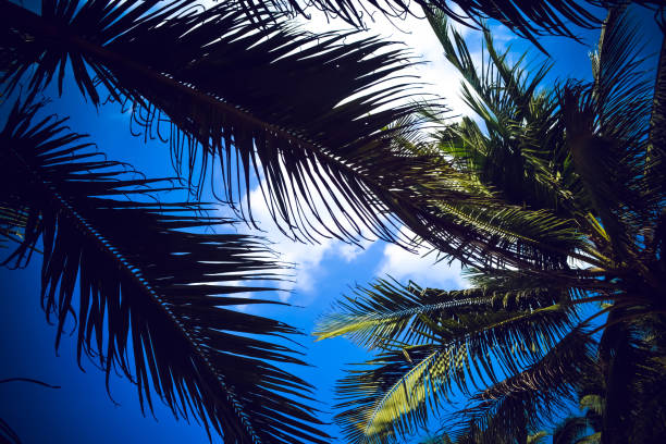 istock Palms against the blue sky Sri Lanka 696589072