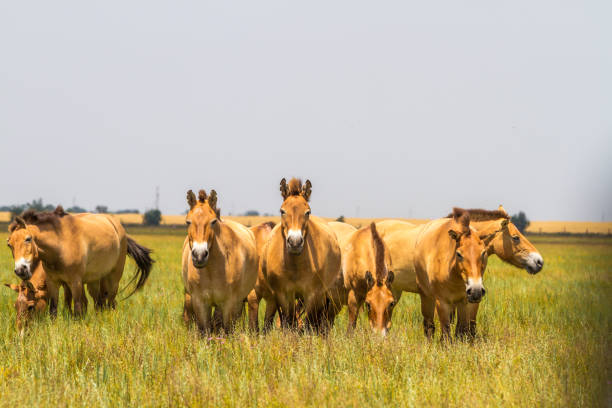 istock Przewalski's horses in the steppe 696590034