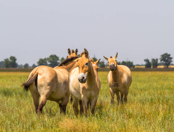 istock Przewalski's horses in the steppe 696590414