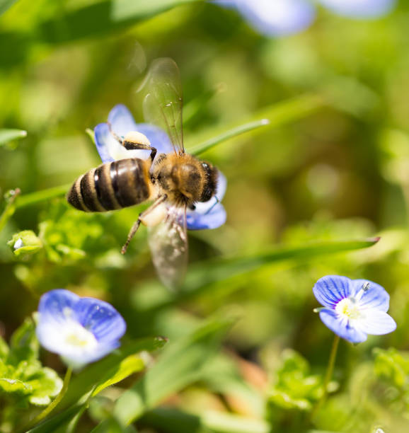 istock Bee on little blue flowers in nature 696593190