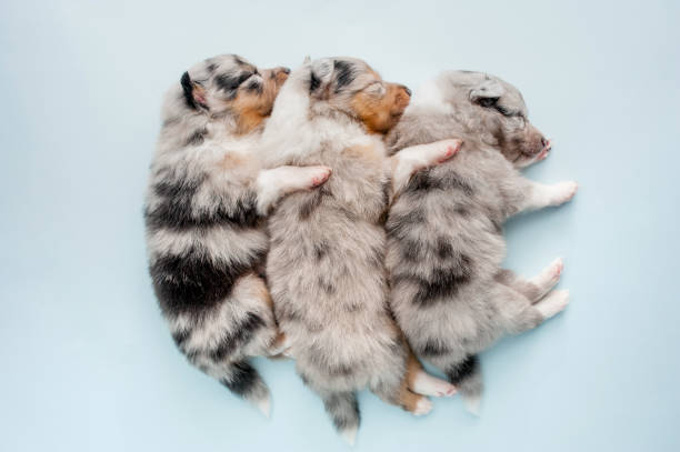 Shetland Sheepdog Puppies Four Weeeks Old
