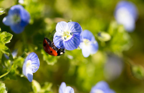 istock Ladybug on small blue flowers in nature 696593840