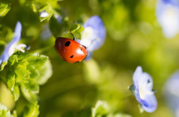 istock Ladybug on small blue flowers in nature 696594124