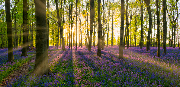 Sunbeams stream through a beechwood in the English countryside, illuminating the bluebells on the forest floor.