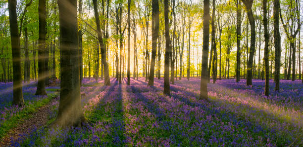 Bluebells And Sunbeams In An English Beechwood Sunbeams stream through a beechwood in the English countryside, illuminating the bluebells on the forest floor. bluebell photos stock pictures, royalty-free photos & images
