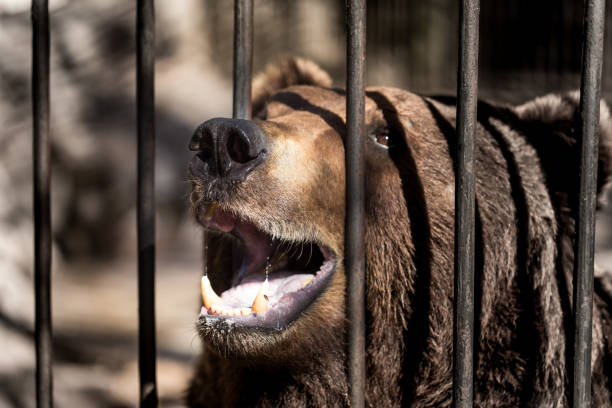 istock Bear behind the metal fence 696598040