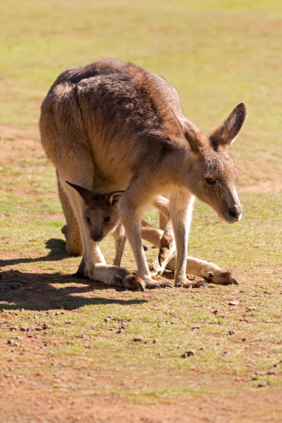 simpatico canguro con joey nella borsa in tasmania, australia - wallaby kangaroo joey tasmania foto e immagini stock