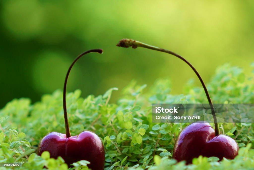 Cheery delicious fruit Cheery delicious fruit fell in a green grass in natural beautifull view Austria Stock Photo
