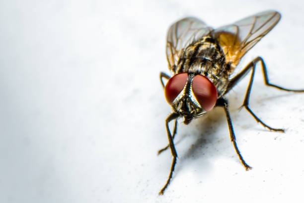 istock Flies in Detail 696605454