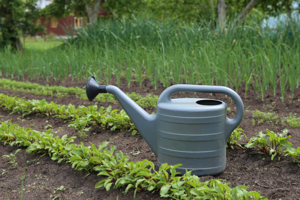 istock Watering can between young beetroot beds in garden. 696605506